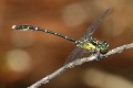 J19_2128 Hemigomphus cooloola male